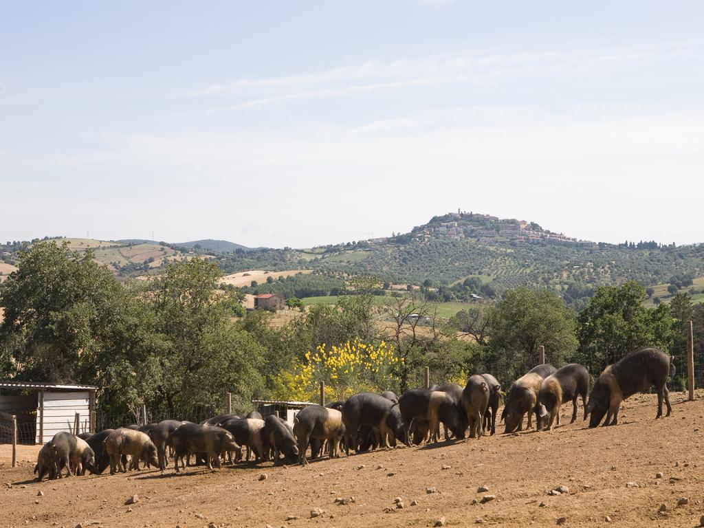 Agriturismo Boschetto Di Montiano 몬티아노 외부 사진