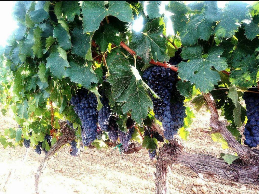 Agriturismo Boschetto Di Montiano 몬티아노 외부 사진