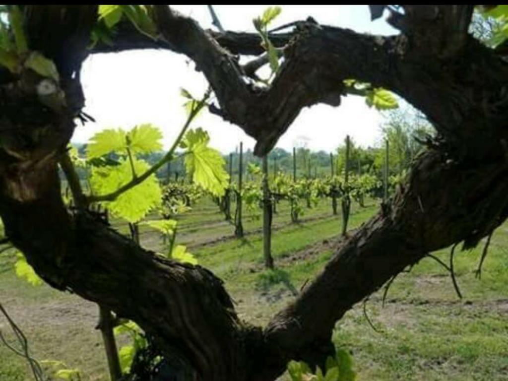 Agriturismo Boschetto Di Montiano 몬티아노 외부 사진