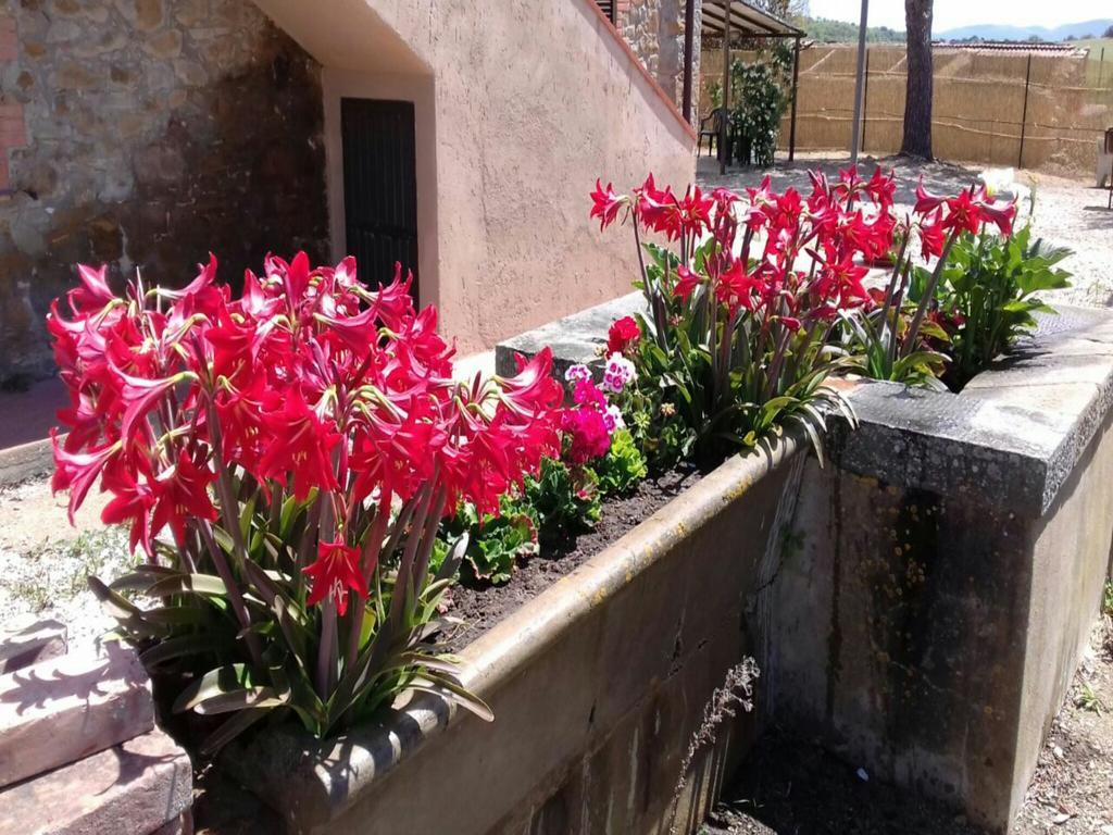 Agriturismo Boschetto Di Montiano 몬티아노 외부 사진