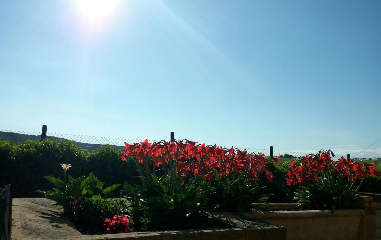 Agriturismo Boschetto Di Montiano 몬티아노 외부 사진